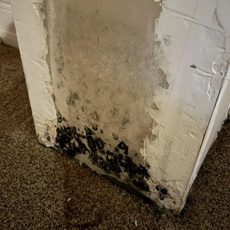 Professional Mold Removal in Erin, TN